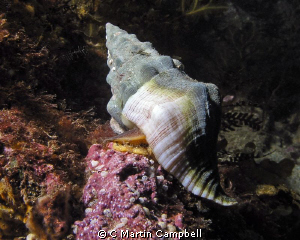 Photo of large snail taken at Casino Point, Catalina Isla... by C Martin Campbell 